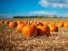 Halloween Pumpkin Patch in Rome