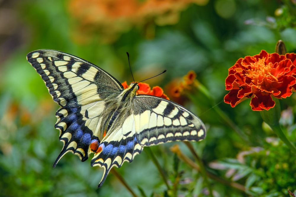 guide-to-the-butterflies-of-rome-wanted-in-rome