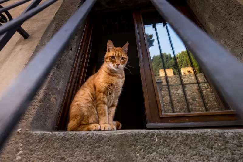 Italy cat dies from mystery bat virus in Arezzo Wanted in Rome