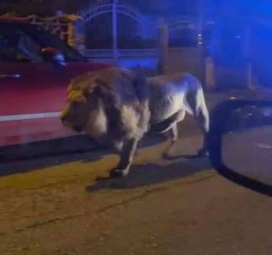 Lion goes on the lam from circus, roams Italian town near Rome 